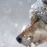 Pavlov's Dog