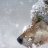 Pavlov's Dog